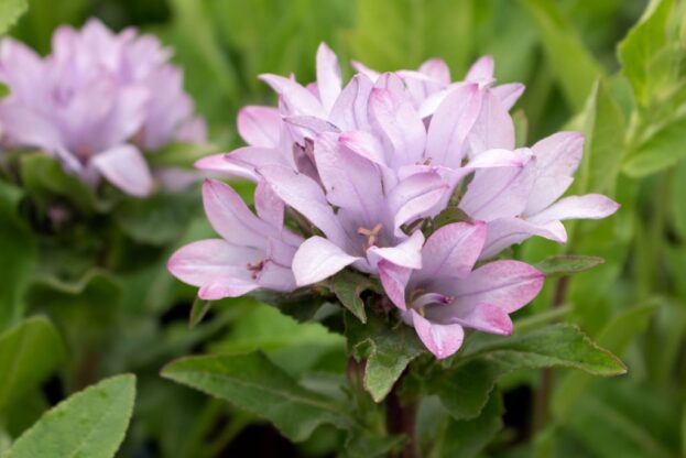 Campanula 'Caroline' - Knäuelglockenblume