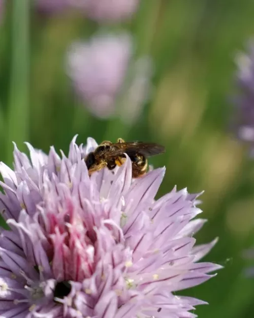 Allium schoenoprasum, Schnittlauch