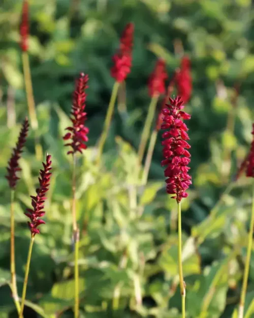 Persicaria 'Fat Domino', Schlangen-Knöterich