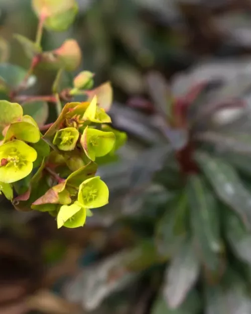 Euphorbia amygdaloides 'Purpurea', Rote Mandelblättrige Wolfsmilch