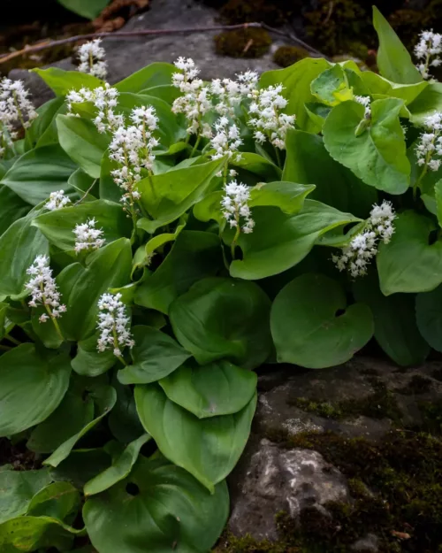 Maianthemum bifolium, Schattenblümchen