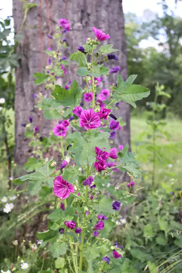 Malva sylvestris ssp. mauritiana, Mauretanische Malve