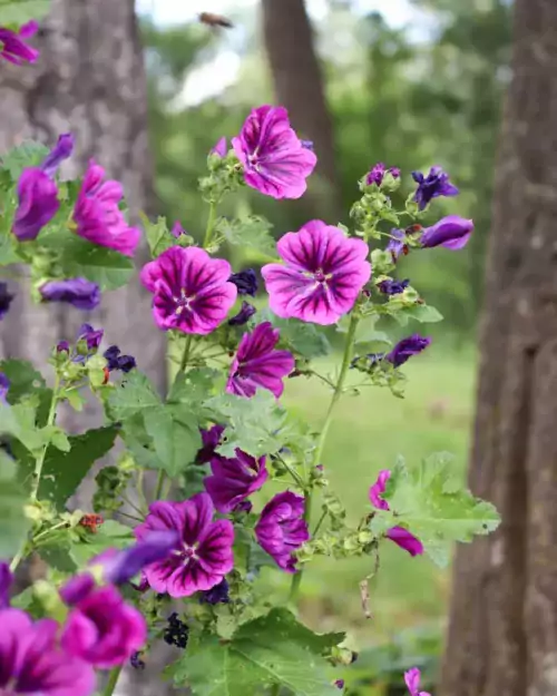 Malva sylvestris ssp. mauritiana, Mauretanische Malve