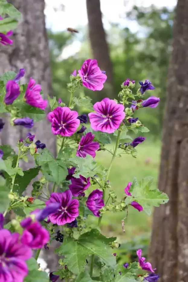 Malva sylvestris ssp. mauritiana, Mauretanische Malve