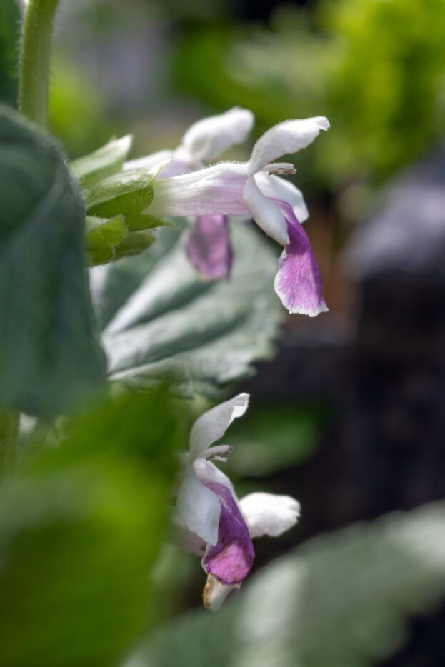 Melittis melissophyllum 'Royal Velvet Distinction', Immenblatt