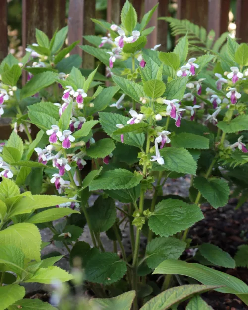 Melittis melissophyllum 'Royal Velvet Distinction', Immenblatt