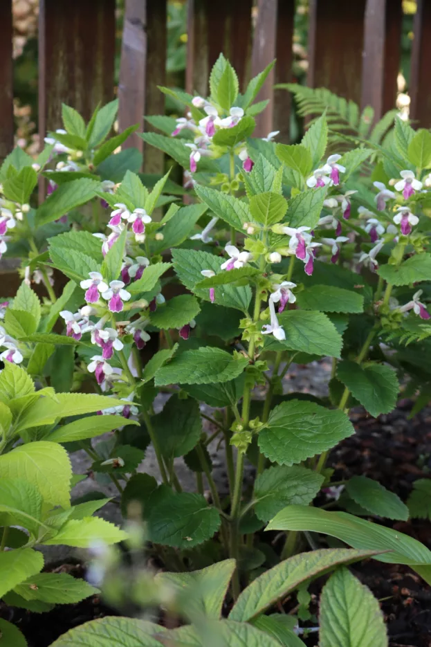 Melittis melissophyllum 'Royal Velvet Distinction', Immenblatt