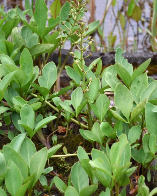 Menyanthes trifoliata