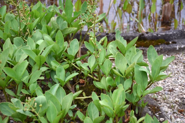 Menyanthes trifoliata