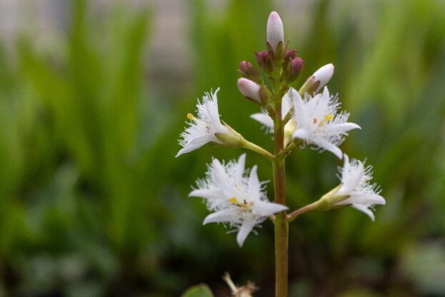 Menyanthes trifoliata, Fieberklee