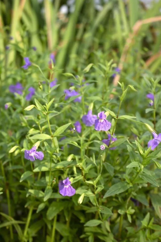 Blaue Gauklerblume, Mimulus ringens