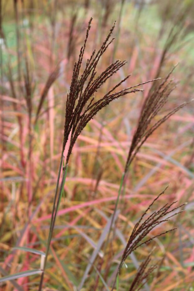 Miscanthus 'Dronning Ingrid', Chinaschilf