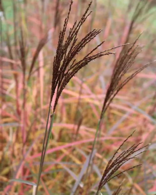 Miscanthus 'Dronning Ingrid', Chinaschilf