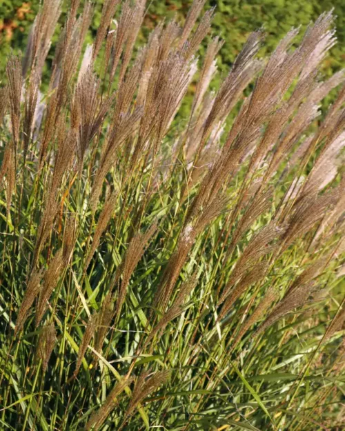 Miscanthus 'Dronning Ingrid', Chinaschilf