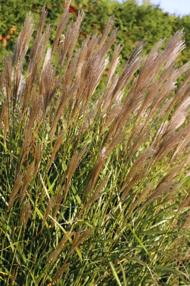 Miscanthus 'Dronning Ingrid', Chinaschilf