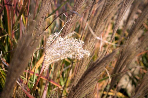 Miscanthus 'Dronning Ingrid', Chinaschilf