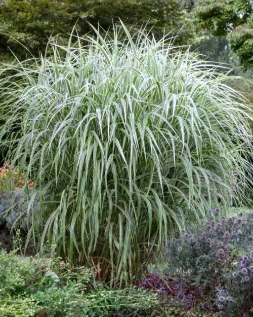 Miscanthus sinensis 'Variegatus', Chinaschilf