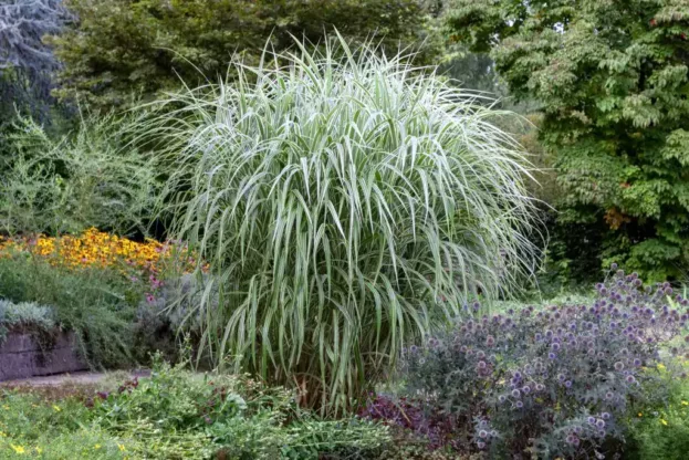 Miscanthus sinensis 'Variegatus', Chinaschilf