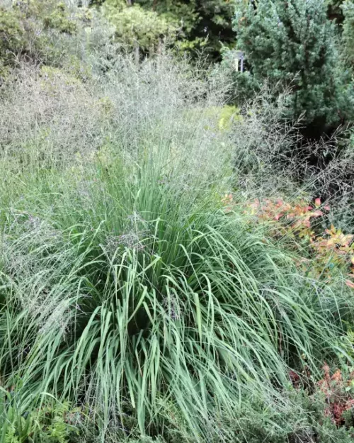 Molinia arundinacea 'Karl Foerster', Großes Pfeifengras