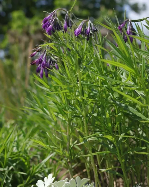 Moltkia doerfleri - Albanische Moltkie