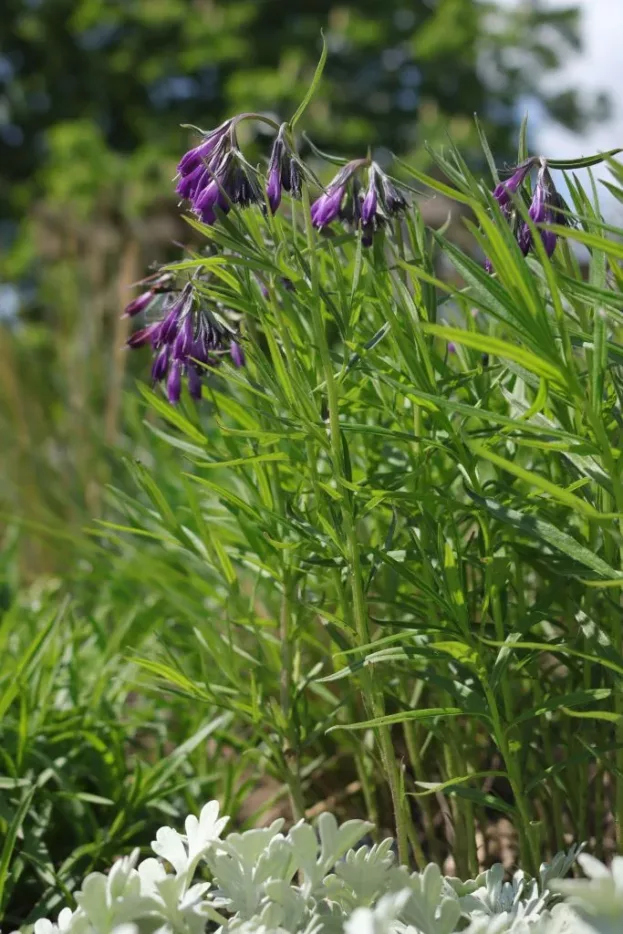 Moltkia doerfleri - Albanische Moltkie