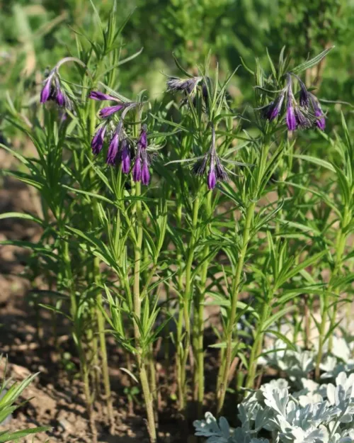 Moltkia doerfleri - Albanische Moltkie