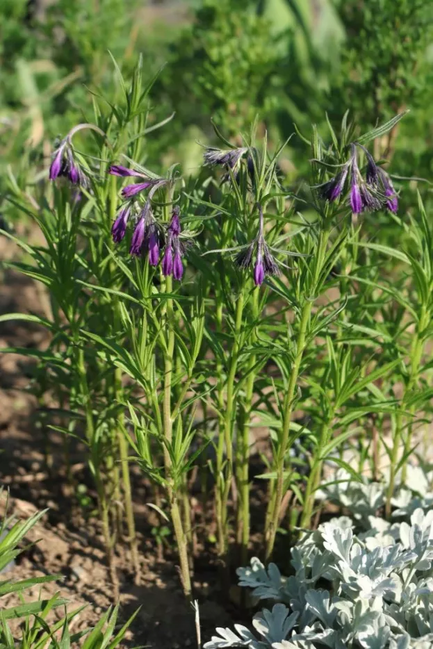 Moltkia doerfleri - Albanische Moltkie