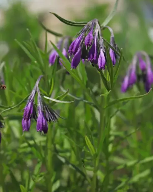 Moltkia doerfleri - Albanische Moltkie