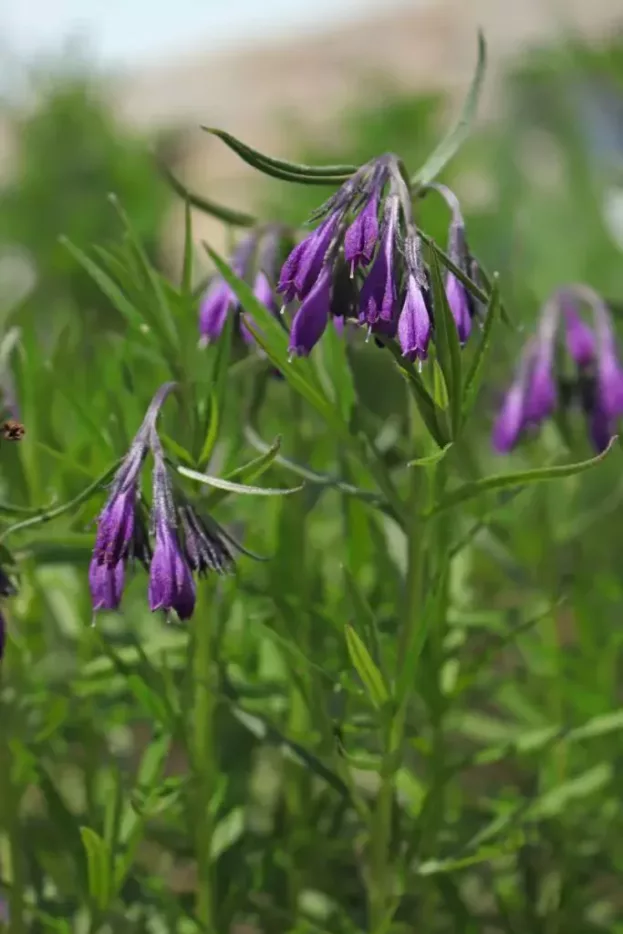 Moltkia doerfleri - Albanische Moltkie