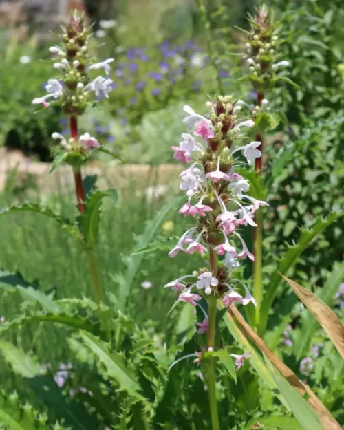 Morina longifolia, Kardendistel