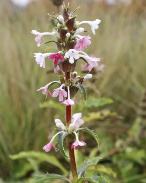 Morina longifolia, Kardendistel