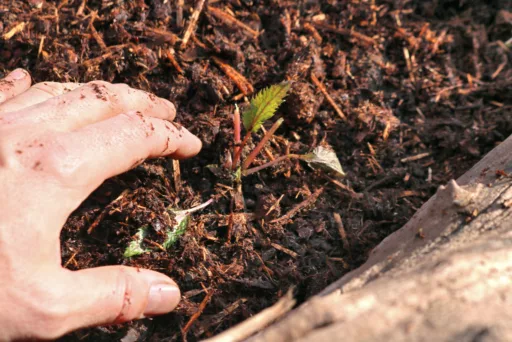 Mulch gut dosieren Mulch gut dosieren