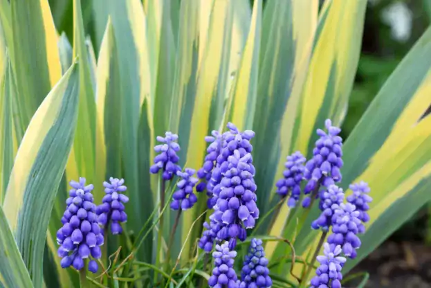 Muscari armeniacum - Traubenhyazinthe