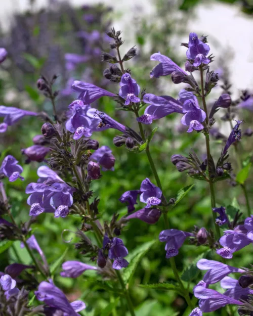 Nepeta yunnanensis 'Blue Dragon', Yunnan-Katzenminze