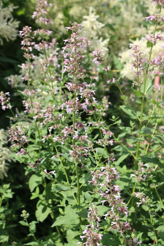 Nepeta grandiflora 'Dawn to Dusk', Großblumige Katzenminze