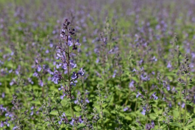 Nepeta 'Junior Walker', Katzenminze