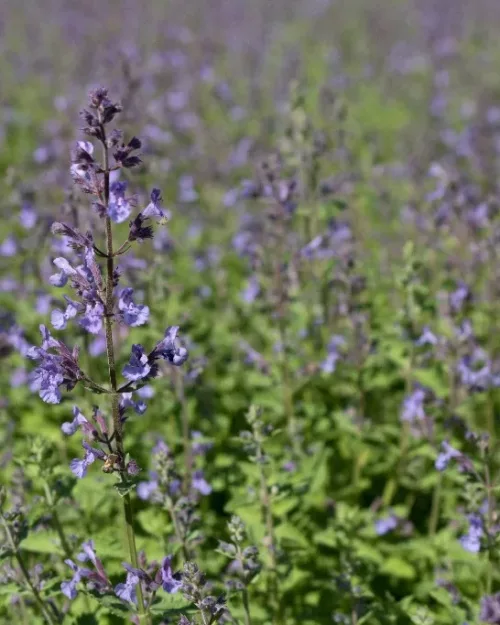 Nepeta 'Junior Walker', Katzenminze