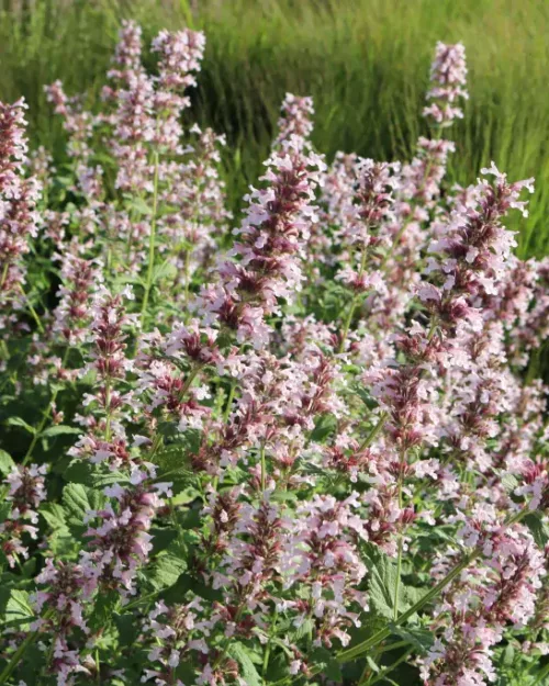 Nepeta grandiflora 'Dawn to Dusk', Großblumige Katzenminze