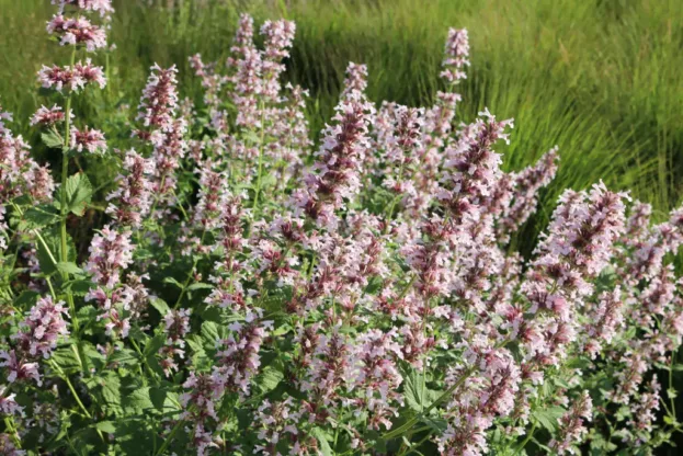 Nepeta grandiflora 'Dawn to Dusk', Großblumige Katzenminze