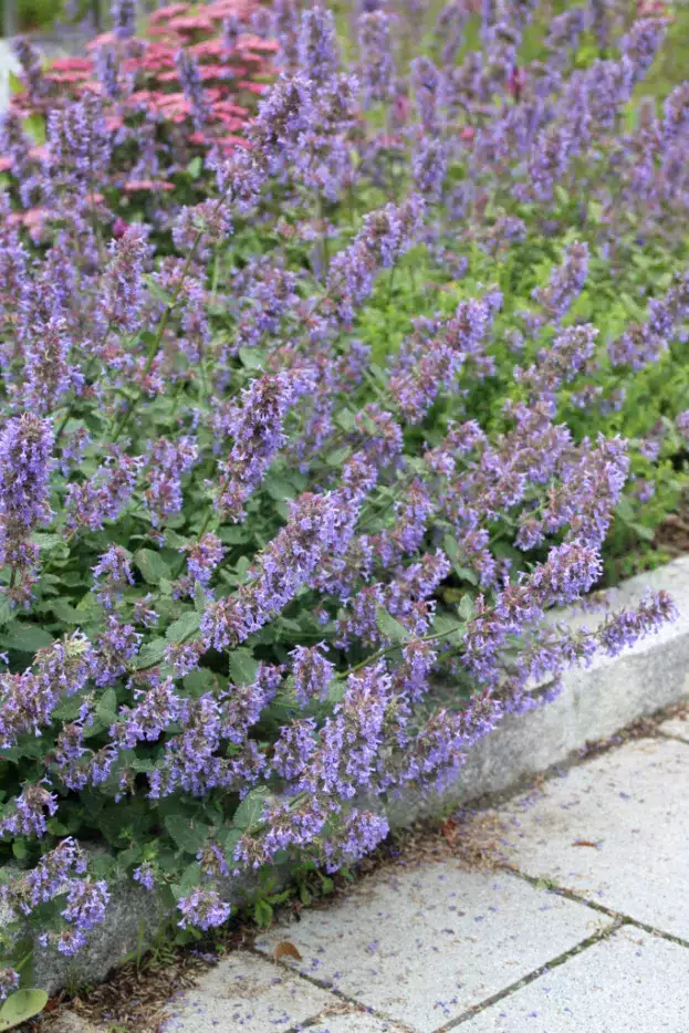 Nepeta grandiflora 'Zinser's Giant', Großblütige Katzenminze