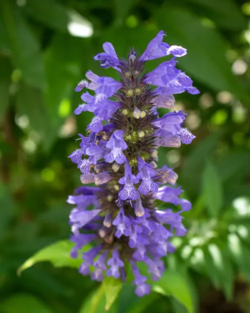 Nepeta kubanica, Kubansche Katzenminze