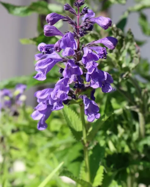 Nepeta yunnanensis 'Blue Dragon', Yunnan-Katzenminze