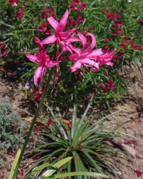 Nerine bowdenii, Guernsey-Lilie