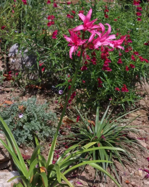 Nerine bowdenii, Guernsey-Lilie