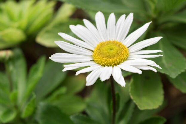 Nipponanthemum japonicum, Japanische-Strauchmargerite