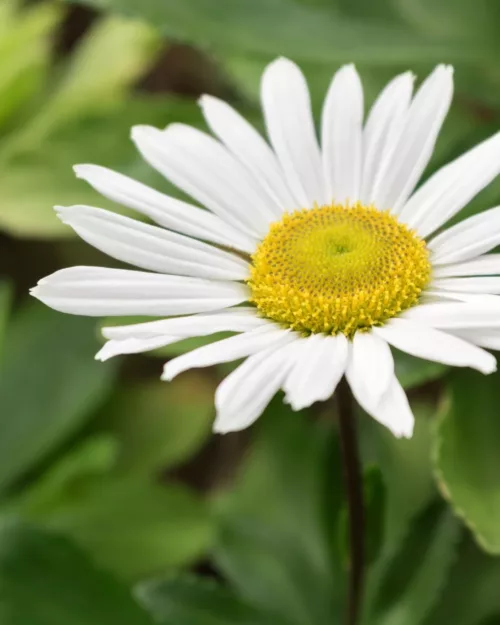 Nipponanthemum japonicum, Japanische-Strauchmargerite