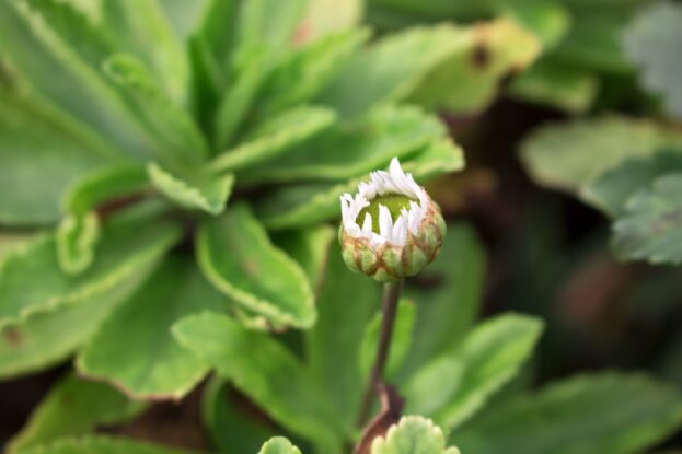 Nipponanthemum japonicum, Japanische-Strauchmargerite