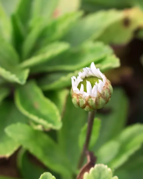 Nipponanthemum japonicum, Japanische-Strauchmargerite