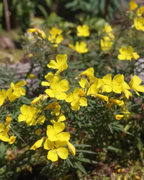 Oenothera 'Cold Crick' - Garten-Nachtkerze