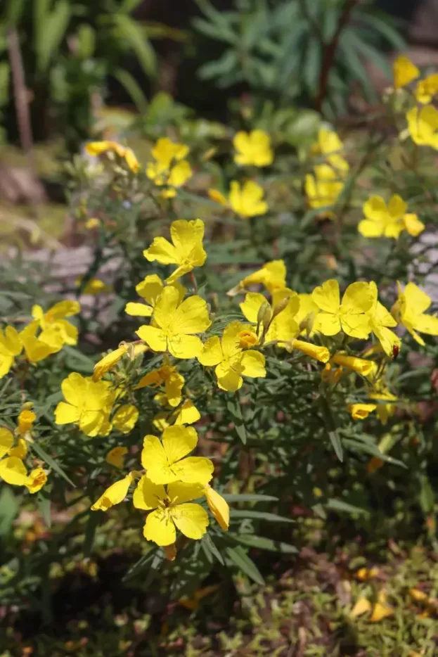 Oenothera 'Cold Crick' - Garten-Nachtkerze